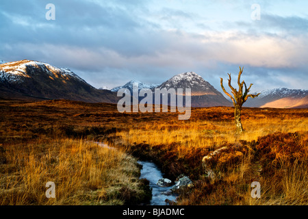 Lone Tree sul Rannoch Moor con Buachaille Etive Mor in background Foto Stock
