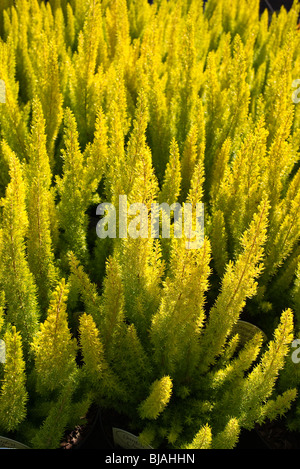 Erica arborea 'Albert's Gold' incandescente nel marzo del sole Foto Stock