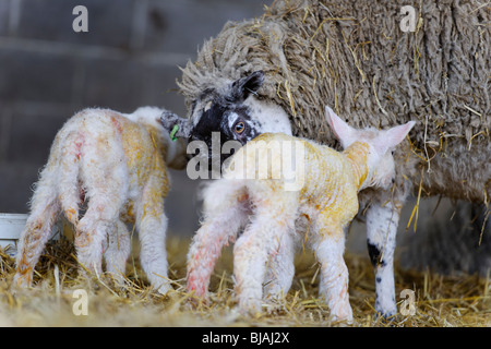 Nuovi agnelli nati Foto Stock