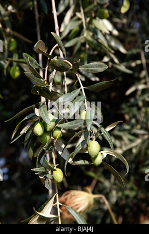 Olive su un albero, Thassos, Grecia, settembre 2009 Foto Stock