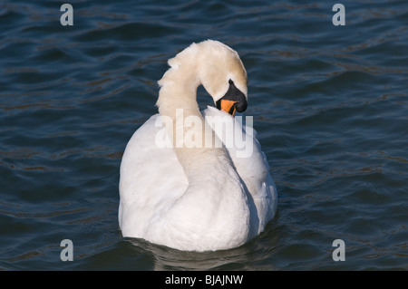 Giovani Cigno preening le sue piume su un lago Foto Stock