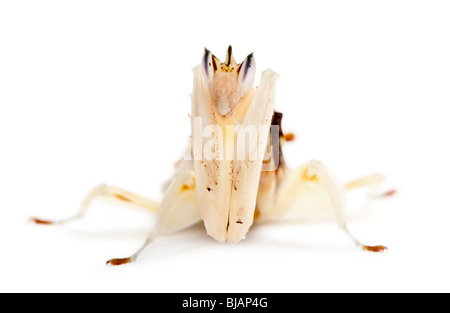 Maschio e femmina hymenopus coronatus noto anche come Malaysian orchid mantis, di fronte a uno sfondo bianco Foto Stock