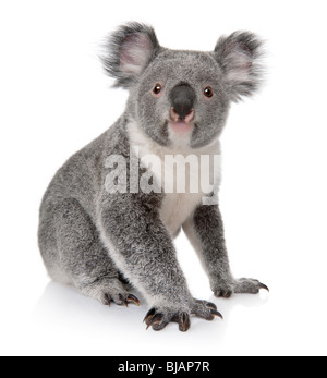 Giovani koala, Phascolarctos cinereus, quattordici mesi, seduto di fronte a uno sfondo bianco Foto Stock