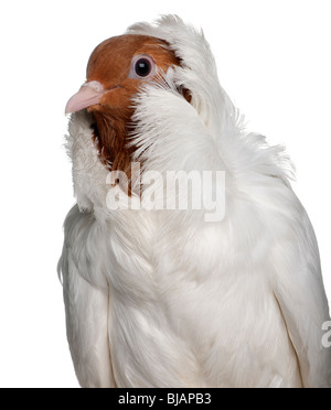 Elmetto tedesco con feathered piedi pigeon davanti a uno sfondo bianco Foto Stock