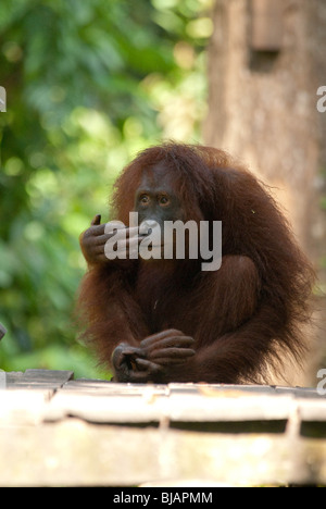 Un semi selvatica Bornean Orangutan (Pongo pygmaeus) al centro di riabilitazione di Sepilok Orangutan vicino Sandakan, Malaysian Borneo.