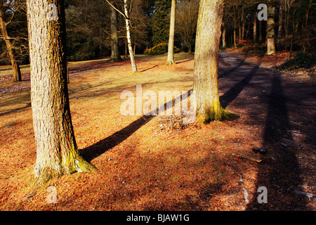 Licky Hills Country Park worcestershire Foto Stock