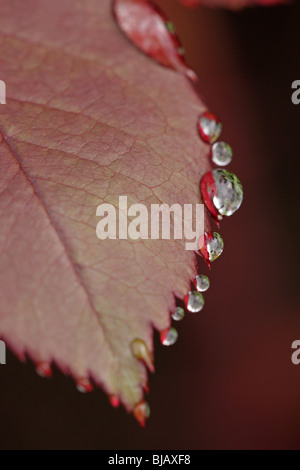 Gocce di pioggia su rose liefs, Bulgaria Foto Stock