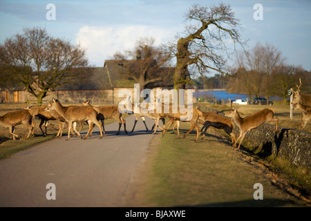 Cervi in Glenfield Lodge Country Park vicino a Leicester NEL REGNO UNITO Foto Stock