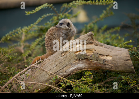 Un meerkat seduto su un log in custodia presso lo Zoo Twycross in LEICESTERSHIRE REGNO UNITO Foto Stock