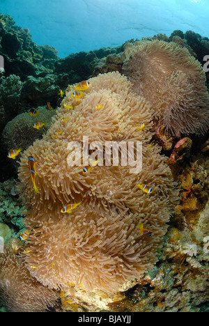 Anemoni con twobands anemonefishes off Safaga, Egitto, Mar Rosso. Foto Stock