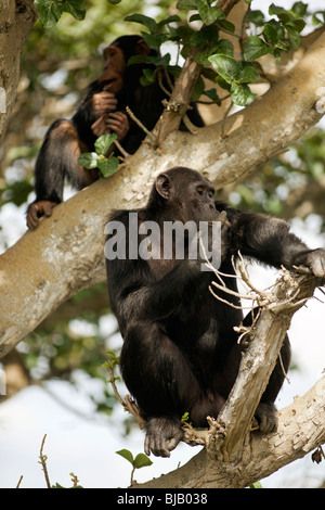 Hatari e Maji, scimpanzé maschi, in un albero di fico sulla gola di controllo di bordo per i predatori sulla savana prima di scendere a terra Foto Stock