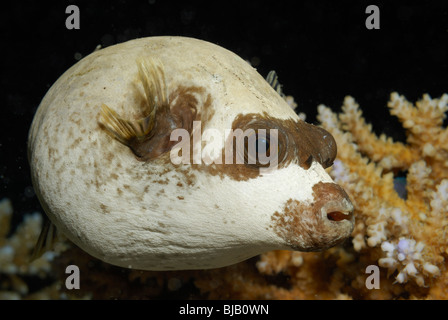 Puffer mascherato di pesci nel mare rosso, off Safaga, Egitto Foto Stock