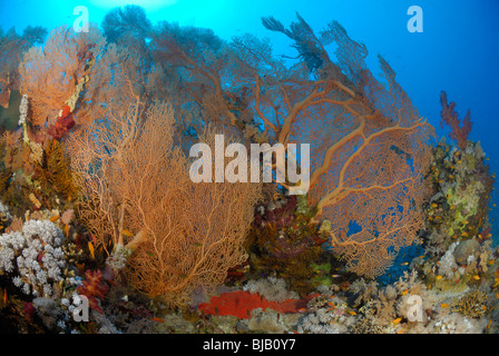 Ventola gorgonia, off Safaga, Egitto, Mar Rosso. Foto Stock