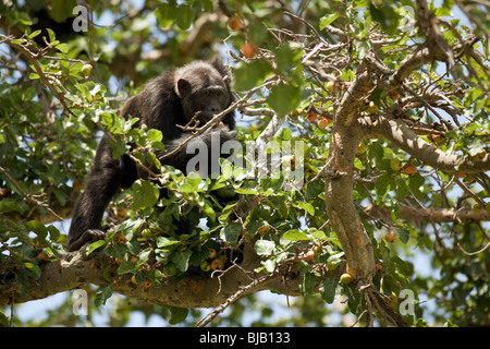 Lumumba, mangiare i fichi in un modo di albero sulla savana, che egli e gli scimpanzé incrociate sulla terra, a grande rischio di predazione Foto Stock