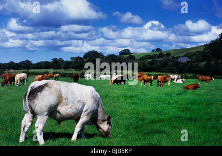 Allevamento di bovini da carne che pascolano nella prateria Foto Stock