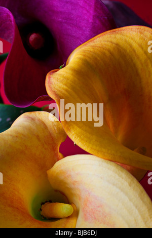 Tre gigli di calla vicino. leggi dettagli Foto Stock