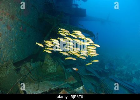 Scuola di tonno albacora goatfishes intorno al Salem Express relitto Foto Stock