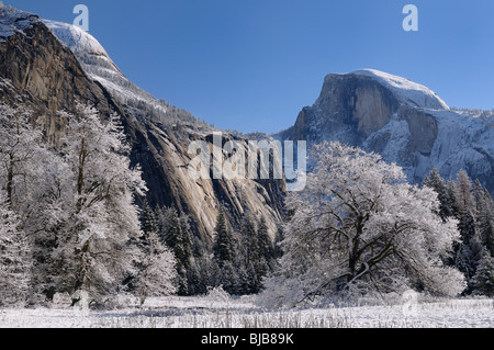 Chiara giornata invernale dopo una nevicata nel prato di cuochi con coperta di neve alberi cupola del nord e mezza cupola cime del parco nazionale Yosemite in California usa Foto Stock