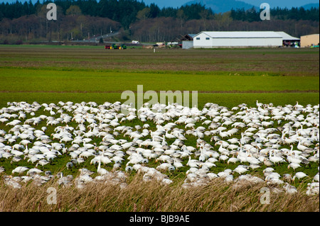Le oche delle nevi ritorno alla Skagit Valley in numero enorme durante la primavera di avanzamento off avanzi di scarti dai campi di fattoria. Foto Stock