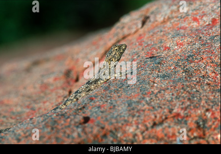 Southern Rock AGAMA SA, l'AGAMA SA atra, femmina Foto Stock