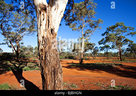 Outback australiano paesaggio vicino Broken Hill, NSW Australia Foto Stock