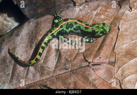 Newt in marmo, Triturus marmoratus, Foto Stock