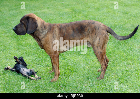 Il Segugio di Hannover e Westfalen Terrier cucciolo, due cani da caccia giocando sul giardino prato, Germania Foto Stock