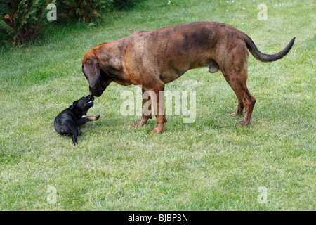 Il Segugio di Hannover e Westfalen Terrier cucciolo, due cani da caccia giocando sul giardino prato, Germania Foto Stock