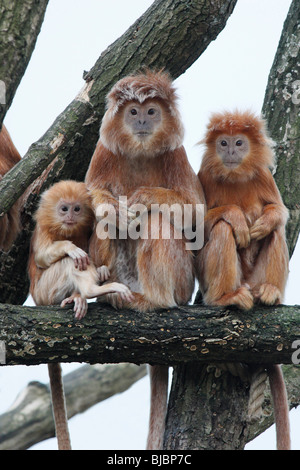 Foglia di ebano Monkey / Iavan Langur (Prebytis auratus), adulto e 2 animale giovane seduto sul log Foto Stock