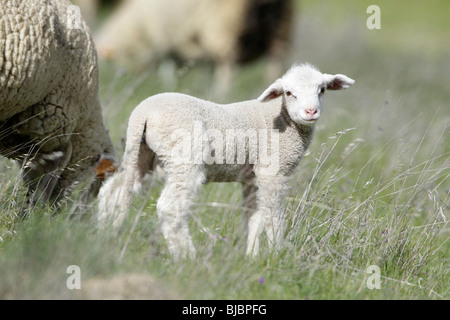 Merino di agnello (Ovis ammon aries), sul prato, Portogallo Foto Stock