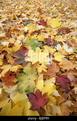 Norvegia maple (Acer pseudoplatanus), autunno foglie colorate sul terreno, Germania Foto Stock