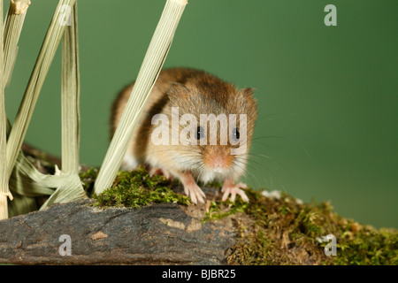 Harvest Mouse (Micromys minutus), un avviso sul log Foto Stock