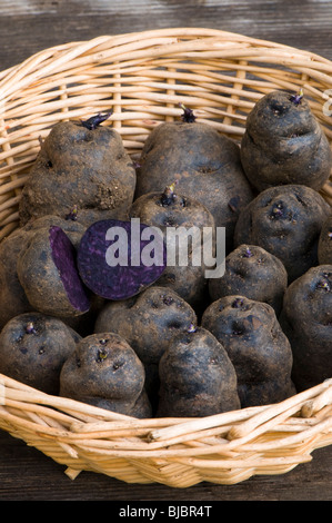 Vitelotte tuberi seme di patate, blu scuoiati principale patrimonio raccolto di patate, in un cestello Foto Stock