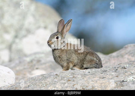 Coniglio selvatico (oryctolagus cuniculus), seduta sul boulder, Alentejo, Portogallo Foto Stock