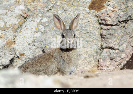 Coniglio selvatico (oryctolagus cuniculus), seduto tra i massi, Alentejo, Portogallo Foto Stock