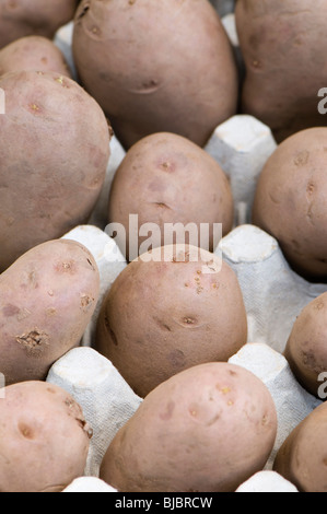 Axona Sarpo raccolto principale tuberi seme di patate in un cartone uovo box Foto Stock