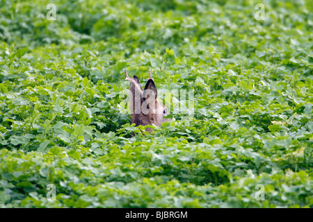 Il capriolo (Capreolus capreolus), alimentazione buck nel raccolto di senape, Germania Foto Stock