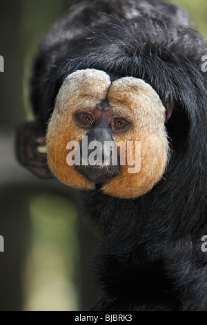 Di fronte bianco-sakis (Pithecia pithecia), maschio portriat, Distribuzione - Brasile, Guyana Francese, Venezuela, Suriname Foto Stock