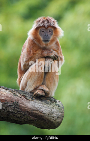 Foglia di ebano Monkey / Iavan Langur (Prebytis auratus), animale seduta, appoggiato Foto Stock