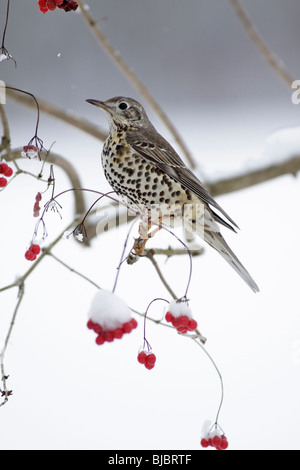 Tordo Mistle (Turdus viscivorus), seduti su viburno rosaio in inverno, Germania Foto Stock