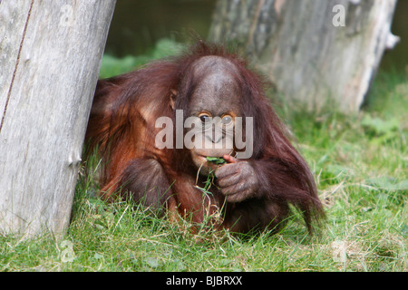 Orango (Pongo pygmaeus), bayby seduta sul terreno di erba da masticare, Foto Stock