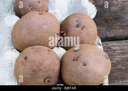 Red Duke of York tuberi, un rosso spellati prima del patrimonio raccolto precoce potato in un cartone uovo vassoio Foto Stock