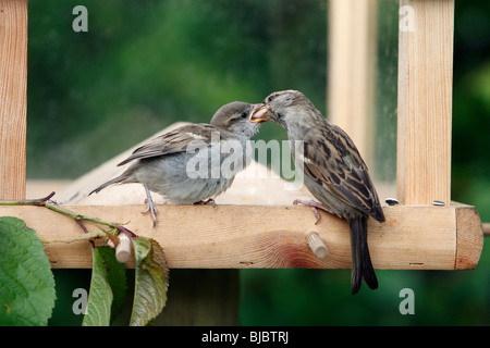 Casa Passero (Passer domesticus), alimentazione femmina neonata al tavolo degli uccelli Foto Stock