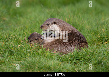 Lontra europea (Lutra lutra) due giocando, Surrey, Regno Unito. Captive Foto Stock