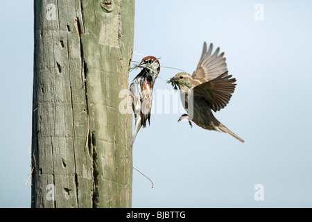 Passera sarda (Passer hispaniolensis), coppia in entrata al nido Foto Stock