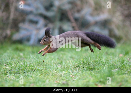 Rosso europeo scoiattolo (Sciurus vulgaris), in esecuzione in giardino Foto Stock