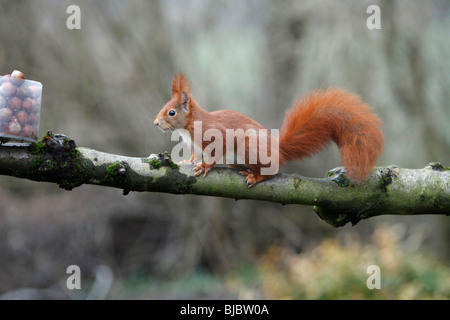 Rosso europeo scoiattolo (Sciurus vulgaris), avvicinandosi alla stazione di alimentazione in giardino, autunno Foto Stock