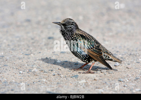 Starling comune (sturnus vulgaris), seduta sul parcheggio, Cornwall, England, Regno Unito Foto Stock