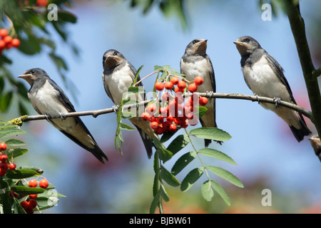 Barn Swallow (Hirundo rustica), 4 uccelli giovani appollaiato sul ramo Foto Stock
