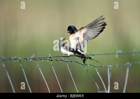 Barn Swallow (Hirundo rustica), coppia coniugata sulla recinzione, Portogallo Foto Stock